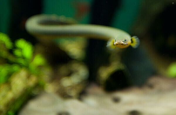 Imagem do Peixe Serpente